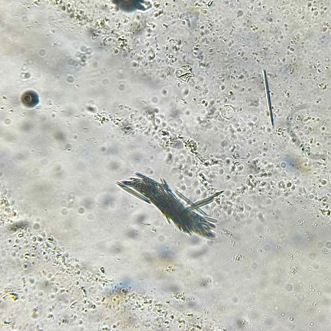 Micro(scopical) Wanders [6] – Real Sheldon: a Science Blog